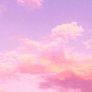 Pink violet wallpaper