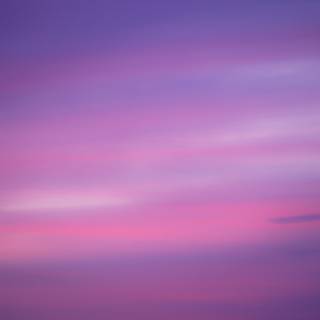 Pink violet wallpaper