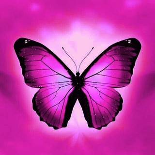 Pink violet wallpaper