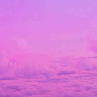Pink violet wallpaper