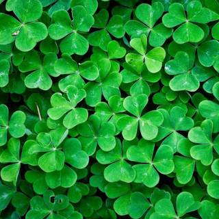 Nature iPhone 13 wallpaper