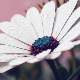 Nature iPhone 13 wallpaper