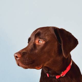 iPhone brown wallpaper