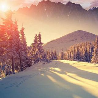 Cute winter pine trees wallpaper