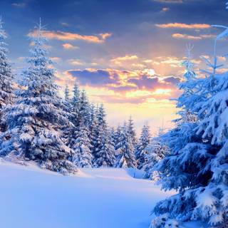 Cute winter pine trees wallpaper