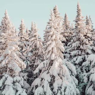 Cute winter pine trees wallpaper