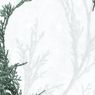 Cute winter pine trees wallpaper