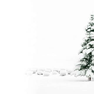 Cute winter pine trees wallpaper
