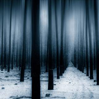 Dark forest winter wallpaper