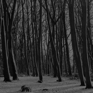Dark forest winter wallpaper