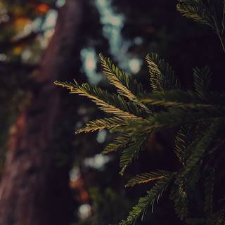 Cute winter pine trees wallpaper