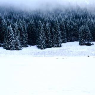 Dark forest winter wallpaper