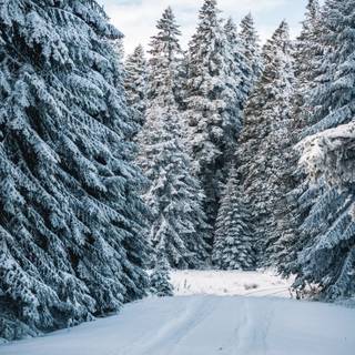 Cute winter pine trees wallpaper