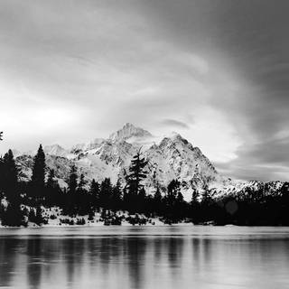 Dark forest winter wallpaper