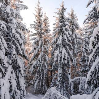 Cute winter pine trees wallpaper