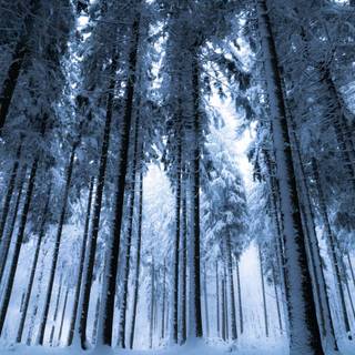Blue winter forest wallpaper