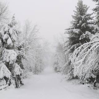 Dark forest winter wallpaper