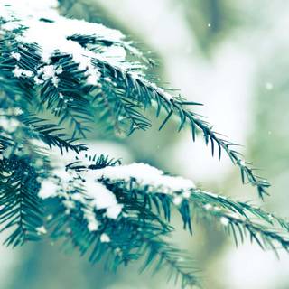 Cute winter pine trees wallpaper