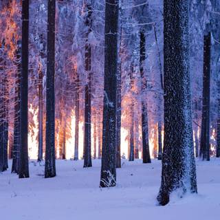 Blue winter forest wallpaper