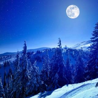 Blue winter forest wallpaper