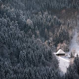 Dark forest winter wallpaper