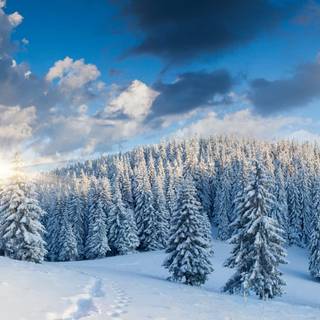 Blue winter forest wallpaper