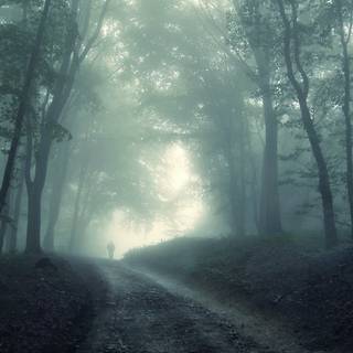 Dark forest winter wallpaper