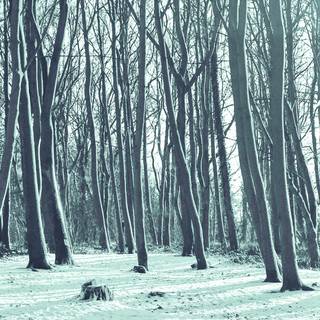 Blue winter forest wallpaper