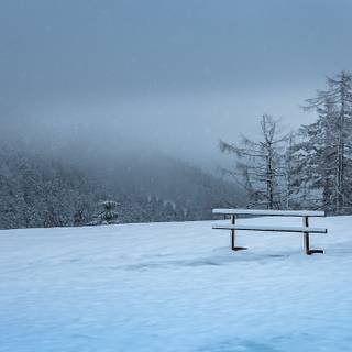 Dark forest winter wallpaper