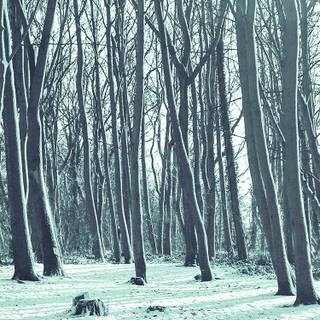 Blue winter forest wallpaper