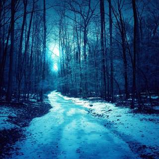 Blue winter forest wallpaper