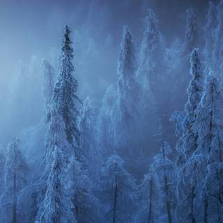 Blue winter forest wallpaper