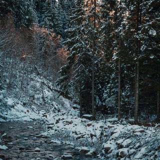 Dark forest winter wallpaper