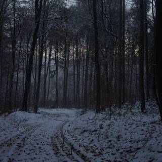 Dark forest winter wallpaper
