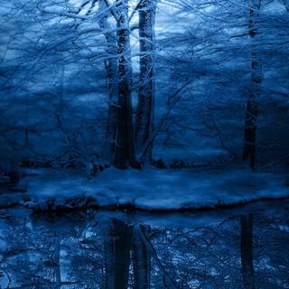 Dark forest winter wallpaper