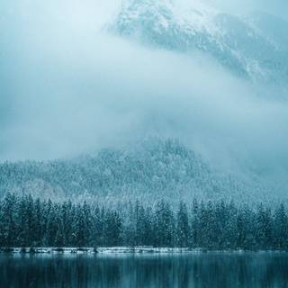 Blue winter forest wallpaper