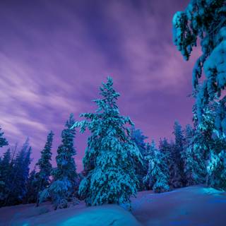 Blue winter forest wallpaper