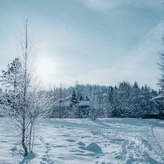 Dark forest winter wallpaper