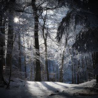 Dark forest winter wallpaper