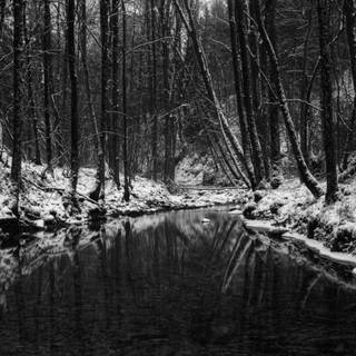 Dark forest winter wallpaper