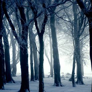 Dark forest winter wallpaper