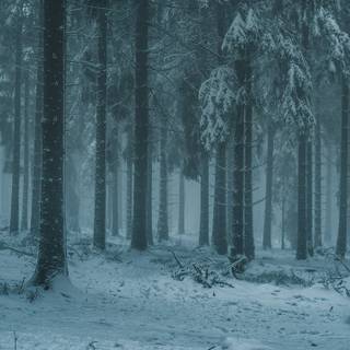 Dark forest winter wallpaper