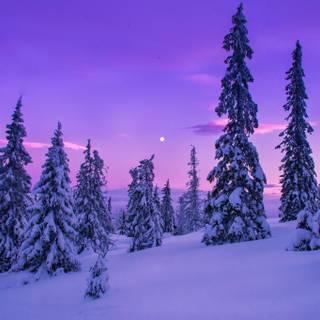 Desktop winter HD wallpaper