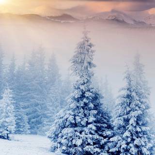 Snow tree winter wallpaper
