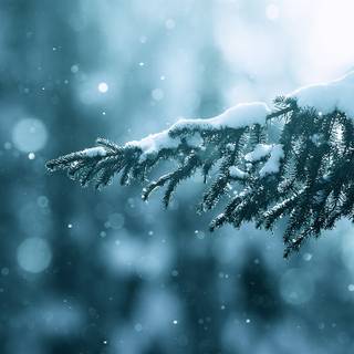 Snow tree winter wallpaper