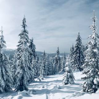 Snow tree winter wallpaper