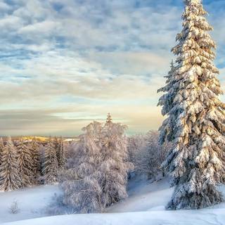 Snow tree winter wallpaper