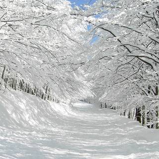Snow tree winter wallpaper
