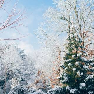 Snow tree winter wallpaper