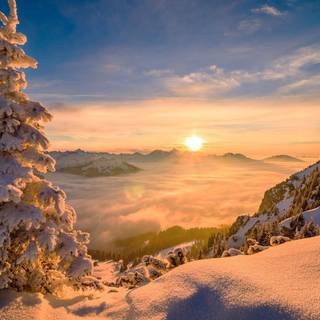 Snow tree winter wallpaper